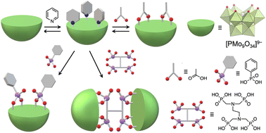 Graphical abstract: Molecular hybrids of trivacant lacunary polyoxomolybdate and multidentate organic ligands