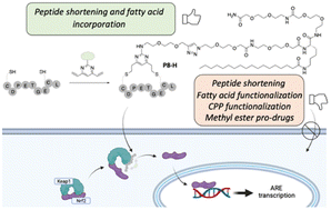 Graphical abstract: A cell-active cyclic peptide targeting the Nrf2/Keap1 protein–protein interaction
