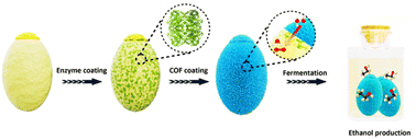 Graphical abstract: Covalent-organic framework nanobionics for robust cytoprotection