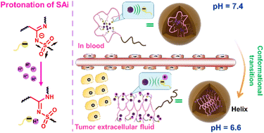 Graphical abstract: N-Sulfonyl amidine polypeptides: new polymeric biomaterials with conformation transition responsive to tumor acidity