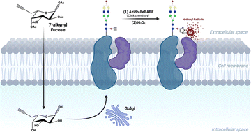 Graphical abstract: Protein oxidation of fucose environments (POFE) reveals fucose–protein interactions