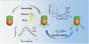 Graphical abstract: Preparation of Janus fluorescent probe based on an asymmetrical silica and its application in glucose and alpha-fetoprotein detection