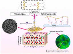 Graphical abstract: Design and evaluation of propranolol hydrochloride loaded thiolated Zein/PEO electrospun fibrous matrix for transmucosal drug delivery