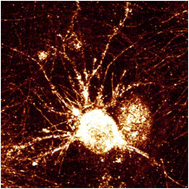Graphical abstract: Sensitive label free imaging of 3D cell models with minimal toxicity using confocal reflectance