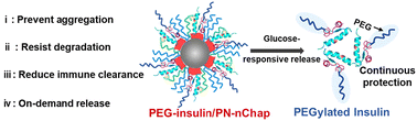 Graphical abstract: Functional nanochaperones for PEGylated insulin delivery in long-term glycemic control