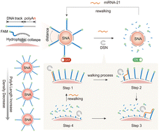 Graphical abstract: Programmably engineered stochastic RNA nanowalker for ultrasensitive miRNA detection
