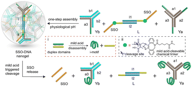 Graphical abstract: A splice-switch oligonucleotide loaded self-cleavable DNA nanogel