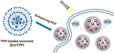 Graphical abstract: Autologous exosomes loaded with a rationally designed photosensitizer for enhanced photodynamic therapy