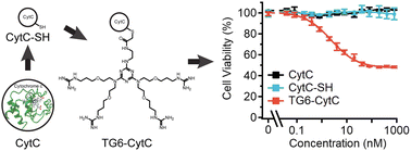 Graphical abstract: Cytosolic delivery of cytochrome c conjugates induces apoptosis at nanomolar levels through a caspase-3-dependent pathway