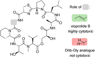Graphical abstract: Synthesis and biological evaluation of vioprolide B and its dehydrobutyrine-glycine analogue