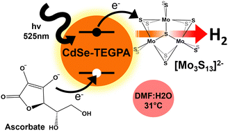 Graphical abstract: Amphiphilic, phosphonic acid-capped cadmium selenide quantum dots sensitize a thiomolybdate catalyst for hydrogen production