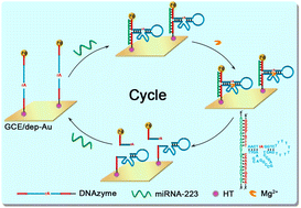 Graphical abstract: Target-assisted self-cleavage DNAzyme electrochemical biosensor for MicroRNA detection with signal amplification