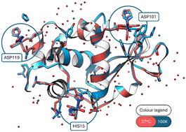 Graphical abstract: Body temperature protein X-ray crystallography at 37 °C: a rhenium protein complex seeking a physiological condition structure