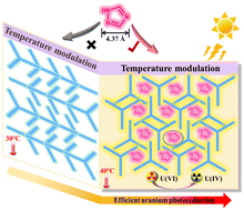 Graphical abstract: Hydrogen bonded organic framework pores differentially loading triazole for photocatalytic uranium reduction