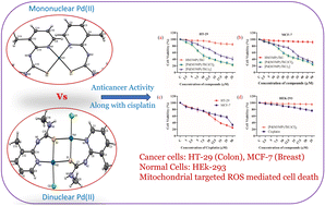 Graphical abstract: Synthesis, structural characterisation, and anticancer potential of mono and dinuclear Pd(ii) complexes of N-(2-pyridyl)thiourea
