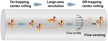 Graphical abstract: Flow tweezing of anisotropic magnetic microrobots in a dynamic magnetic trap for active retention and localized flow sensing