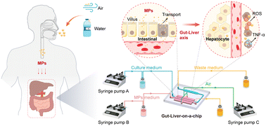 Graphical abstract: Revealing transport, uptake and damage of polystyrene microplastics using a gut-liver-on-a-chip