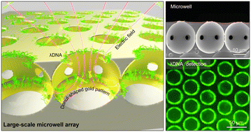 Graphical abstract: Controlled Au-coated PDMS microwell array for surface-enhanced DNA biochips