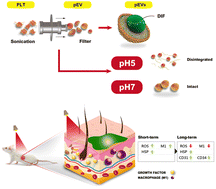 Graphical abstract: Sequential management of burn wound healing stages through biointelligence-inspired platelet extracellular vesicle-encapsulated photodynamic diferuloylmethane