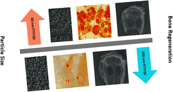 Graphical abstract: Small but mighty: nanoemulsion particle size dictates bone regeneration potential of FTY720
