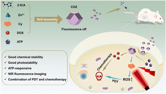 Graphical abstract: An ATP-responsive ZIF-based NIR fluorescence nanosystem for enhanced chemo-photodynamic therapy of tumors