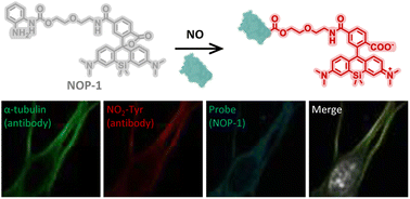 Graphical abstract: Deconvoluting nitric oxide–protein interactions with spatially resolved multiplex imaging