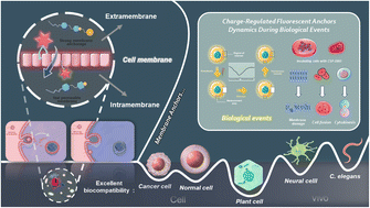 Graphical abstract: Charge-regulated fluorescent anchors enable high-fidelity tracking of plasma membrane dynamics during biological events