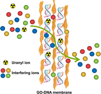 Graphical abstract: Designing biomimetic two-dimensional channels for uranium separation from seawater
