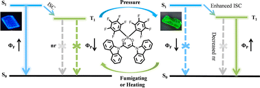 Graphical abstract: Reversible switching from fluorescence to room temperature phosphorescence amplified by exciton-vibration coupling through pressure-induced tiny packing changes