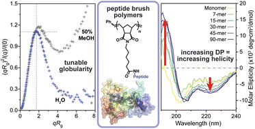 Graphical abstract: Conformational modulation and polymerization-induced folding of proteomimetic peptide brush polymers