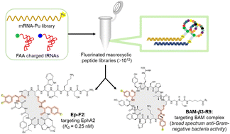 Graphical abstract: Ribosomal translation of fluorinated non-canonical amino acids for de novo biologically active fluorinated macrocyclic peptides