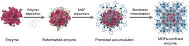 Graphical abstract: A polymer deposition-mediated surface-charge reformation strategy: reversing the MOF biomineralization behavior