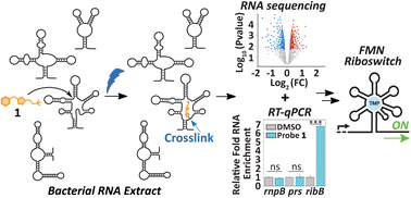 Graphical abstract: Chemotranscriptomic profiling with a thiamine monophosphate photoaffinity probe