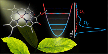Graphical abstract: Reassessing the role and lifetime of Qx in the energy transfer dynamics of chlorophyll a