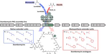 Graphical abstract: Exploiting the inherent promiscuity of the acyl transferase of the stambomycin polyketide synthase for the mutasynthesis of analogues