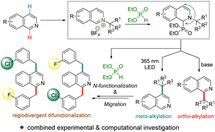 Graphical abstract: Phosphite mediated molecular editing via switch to meta-C–H alkylation of isoquinolines: emergence of a distinct photochemical [1,3] N to C rearrangement