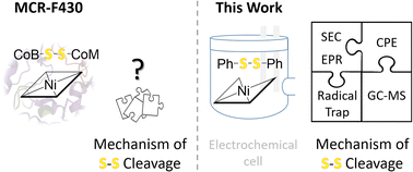 Graphical abstract: Biomimetic thiyl radical formation from diphenyl disulfide with the low valent Ni(i) state of a cofactor F430 model