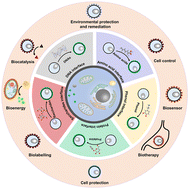 Graphical abstract: Natural biomolecules for cell-interface engineering