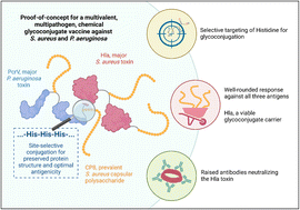 Graphical abstract: Multimeric, multivalent fusion carrier proteins for site-selective glycoconjugate vaccines simultaneously targeting Staphylococcus aureus and Pseudomonas aeruginosa