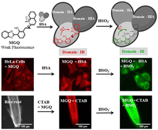 Graphical abstract: A fluorescent probe with serum albumin as a signal amplifier for real-time sensing of HSO3− in solution, mitochondria of animal cells and rice roots