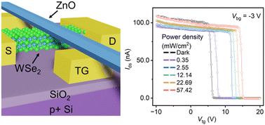 Graphical abstract: Photovoltage junction memtransistor for optoelectronic in-memory computing