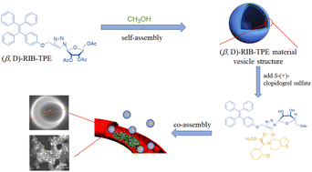 Graphical abstract: Chiral self-assembled (β,d)-RIB-TPE micron vesicles with AIE characteristics used as targeting-drug carriers