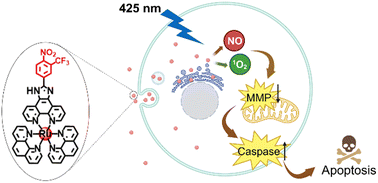 Graphical abstract: Phototherapeutic activity of polypyridyl ruthenium(ii) complexes through synergistic action of nitric oxide and singlet oxygen