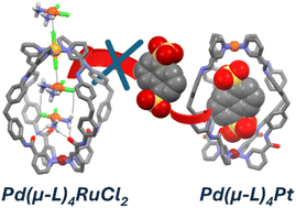 Graphical abstract: Pd(μ-L)4Pt vs. Pd(μ-L)4RuCl2: chlorido ancillary ligands as defining factors in the host–guest interactions of M(μ-L)4M′ heterodimetallic supramolecular architectures
