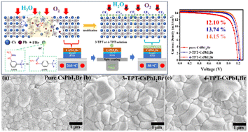 Graphical abstract: Enhanced performance of carbon-based CsPbI2Br perovskite solar cells using interfacial modifiers