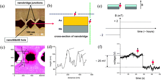(a) SEM image of the nanoSQUID hole with two nanobridged junctions. (b) Idealized schematic cross section of one of the nanobridge junctions, showing the ferritin attached on top of the gold overlayer or on the sides of the gold layer. (c) AFM of a nanoSQUID with a scan area of 700 nm × 700 nm. Arrows indicate the positions of the ferritins and the square shows the approximate location of the PMMA window used for attachment. (d) Topography data for a line scan across the three ferritin particles indicated by arrows in (c). (e) Schematic showing the main features of the device for the measurement, having attached ferritin to the nanoSQUID. The sample was cooled down to 4.2 K in zero field and then the applied field was adjusted to the desired value and the bias current was optimized. (f) Keeping the field constant, the SQUID output voltage was recorded for a number of hours. In addition to slow drifts in the signal and a fairly constant level noise, larger jumps were also observed. These jumps may be the result of reversals of the magnetic moments of attached ferritin nanoparticles (as illustrated in the diagram). After recording the SQUID output for a number of hours, the applied field was changed and another measurement cycle was started. Reprinted with permission from ref. 158 and 159 (panels (a, b), (e, f) and (c, d), respectively). Copyright 2009 and 2008 IOP Publishing Ltd., respectively.