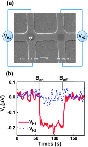 (a) SEM image of a micro-Hall device that was patterned from an InAs QW wafer viaphotolithography and wet etching, then coated with an insulating layer of SiO2, followed by a Au layer for molecular interfacing. MHA was patterned by DPN and then biotinylated and is evident as dark squares in the central, active regions of the Hall crosses; the surrounding Au surface was passivated with ODT. Three streptavidin-coated magnetic beads assembled on the biotinylated region of the left cross. (b) ac Hall voltage as a function of time for the two crosses shown in (a). Due to the presence of magnetic beads on the left cross, the ac Hall voltage VH1 (red) decreased by ∼0.19 μV when a dc magnetic field B = 70.6 mT was applied. In contrast, no change in Hall voltage VH2 (blue) was observed when B was applied to the empty cross. Reprinted with permission from ref. 204. Copyright 2009 IOP Publishing Ltd.