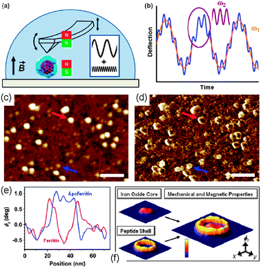 Scheme of bimodal AFM operation to measure simultaneously mechanical and magnetic interactions. (a) The first two cantilever–tip eigenmodes (ω1,ω2) are excited by applying a mechanical force at the cantilever base. Ferritin molecules are imaged in liquid in the presence of an external magnetic field. (b) The amplitude of the first mode is used to generate an image of the topography in exactly the same way as in amplitude-modulation AFM. The phase shift of the second mode φ2 is used to reconstruct the structure of the protein with its mechanical (protein shell) and magnetic (iron oxide core) contributions. (c) Topography image in buffer (pH = 3) of a deposition containing ferritin and apoferritin molecules (A01 = 7 nm, Asp = 6 nm, A02 = 1.1 nm). (d) Bimodal phase shift image of (c). The phase image shows two different structures: ring-like and full nanoparticles. (e) Phase shift cross section of the nanoparticles marked in (c) and (d). (f) Bimodal phase shift image of the iron oxide core, the peptide shell and an image reconstruction of ferritin revealing the mechanical and the magnetic properties. Reprinted by permission from ref. 318. Copyright 2011 IOP Publishing Ltd.