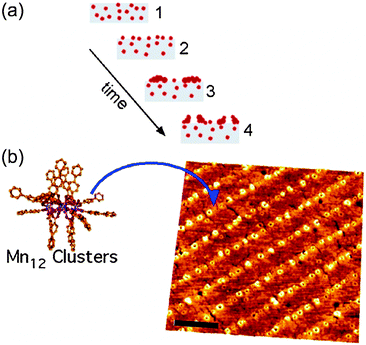 (a) Schematic illustration of the patterning process for fabricated nanosized rings of Mn12 molecules ordered into parallel lines by combining the demixing process of a binary polymer/SMM mixture with soft-lithography (step 1, film as prepared; step 2, demixing; step 3, droplet formation; step 4, nanoring formation). (b) AFM image of the nanoring formation. The scale bar is 1 μm. Reprinted with permission from ref. 81. Copyright 2006 American Chemical Society.