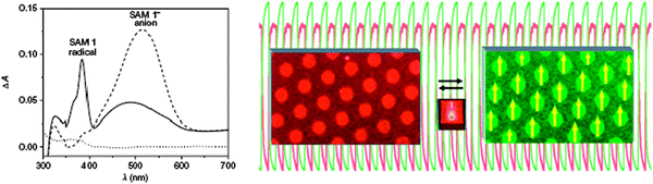 Left: UV-vis absorption spectra of ITO functionalized with PTM radical (solid line) and after in situ electrochemical reduction on applying −0.3 V to the substrate for 30 s (dashed line). The dotted line corresponds to the absorbance of the bare ITO substrate. Right: change of the optical response of the switch versus time during 27 consecutive write–erase cycles (+0.3 V/−0.3 V versus Ag(s)) applied to a SAM of PTM radical monitored at 385 nm (red line) and 515 nm (red line). Reproduced from ref. 195 with permission from Nature Publishing Group.